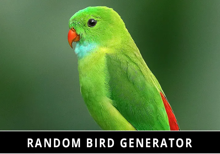 Random Bird Generator