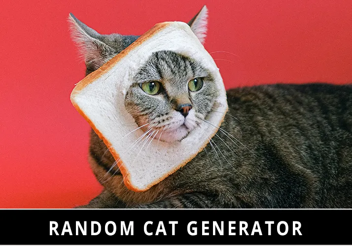 Random Cat Generator