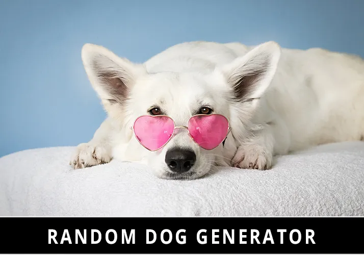 Random Dog Generator