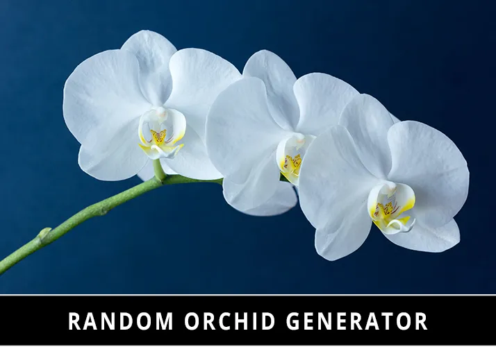 Random Orchid Generator
