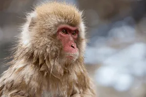 Ape