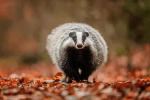 Badger