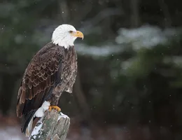 Bald Eagle