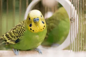 Budgerigar