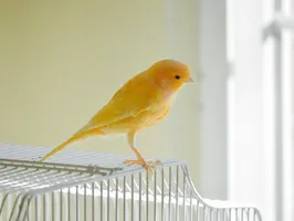 Canary
