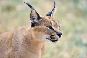 Caracal