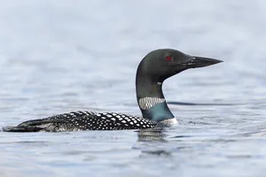 Common Loon