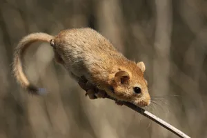 Dormouse