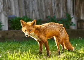 Fox