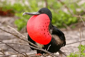 Frigatebird