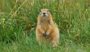 Gopher