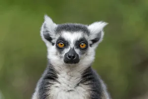 Lemur