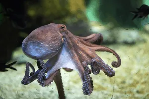 Octopus