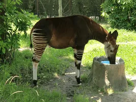Okapi