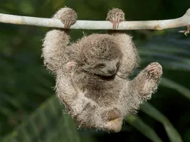 Sloth