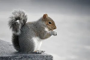 Squirrel