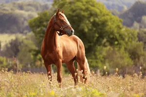 Stallion