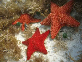 Starfish