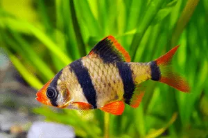 Tiger Barb