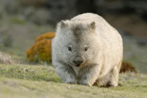 Wombat