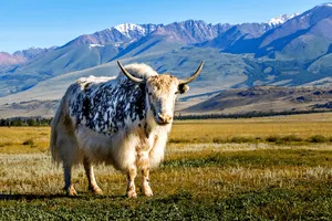 Yak