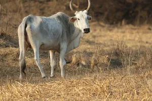 Zebu