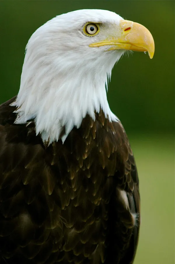 Eagles