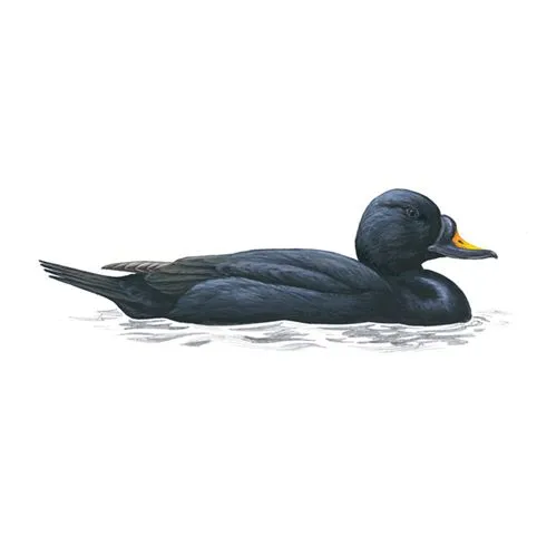 Common Scoter Male