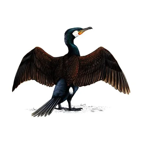 Cormorant Adult