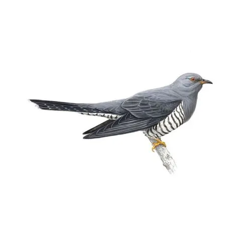 Cuckoo Male