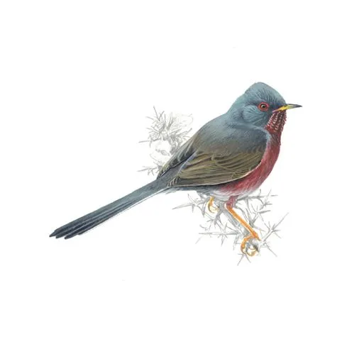 Dartford Warbler