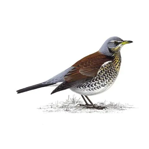 Fieldfare