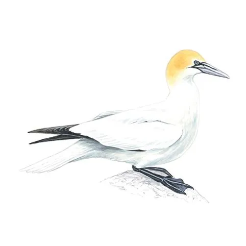 Gannet Adult