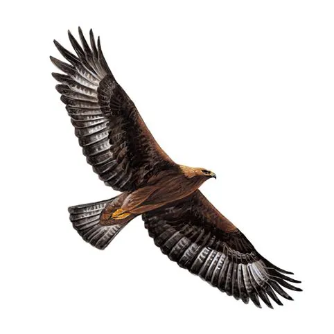 Golden Eagle Adult