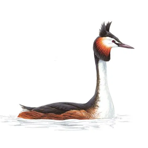 Great Crested Grebe Breeding Plumage