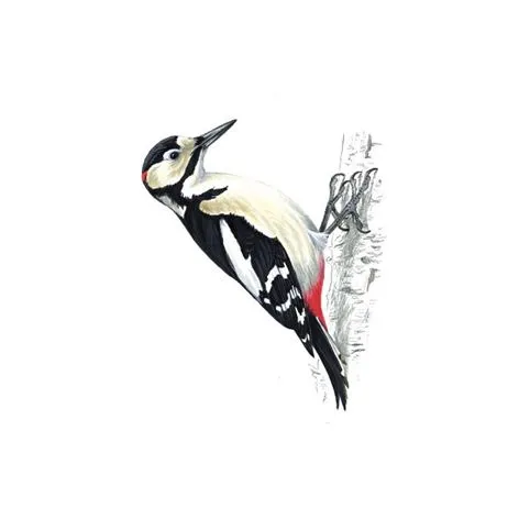 Great Spotted Woodpecker Male