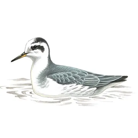 Grey Phalarope