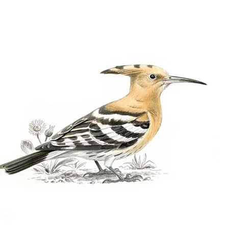Hoopoe