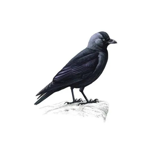 Jackdaw