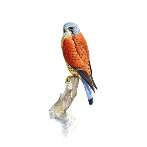 Kestrel Male