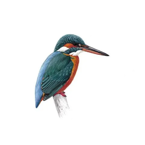 Kingfisher