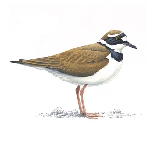 Little Ringed Plover Adult Breeding Plumage