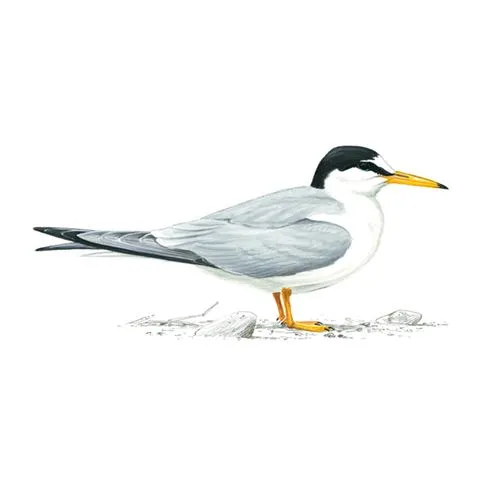 Little Tern Adult Breeding Plumage