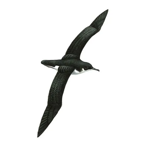 Manx Shearwater