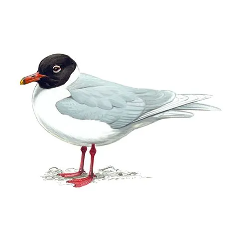 Meditteranean Gull Adult Breeding Plumage