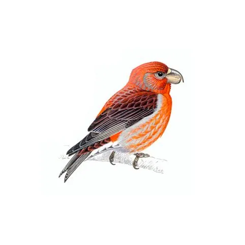 Parrot Crossbill Male