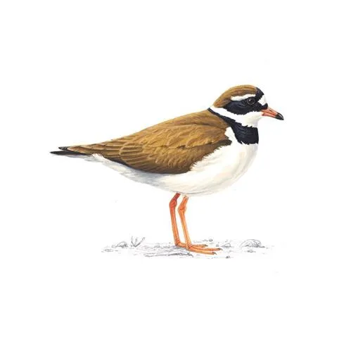 Ringed Plover Breeding Plumage