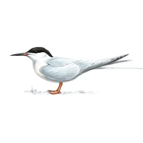 Roseate Tern Breeding Plumage