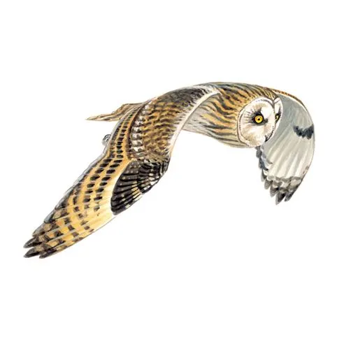 Short Eared Owl