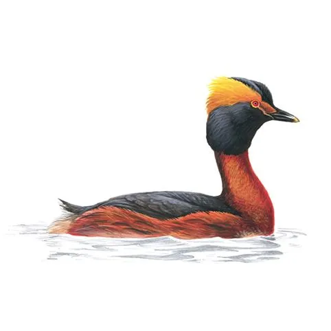 Slavonian Grebe Breeding Plumage